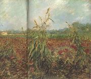 Vincent Van Gogh Green Ears of Wheat (nn04)